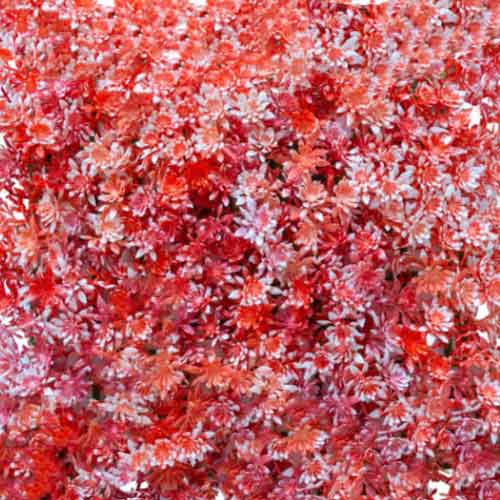 گرین وال کد نارنجی سفید