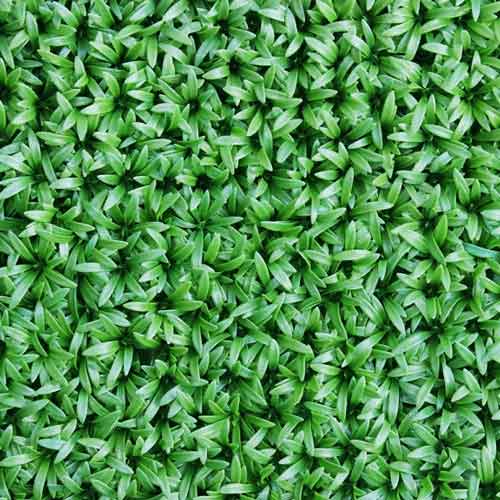 گرین وال آناناسی سبز رنگ