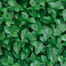 گرین-وال-سبز-50-در-50