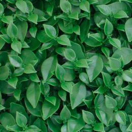 گرین-وال-سبز-50-در-50