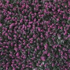 گرین-وال-ویولت-بنفش-بنفش