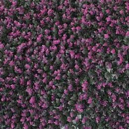 گرین-وال-ویولت-بنفش-بنفش