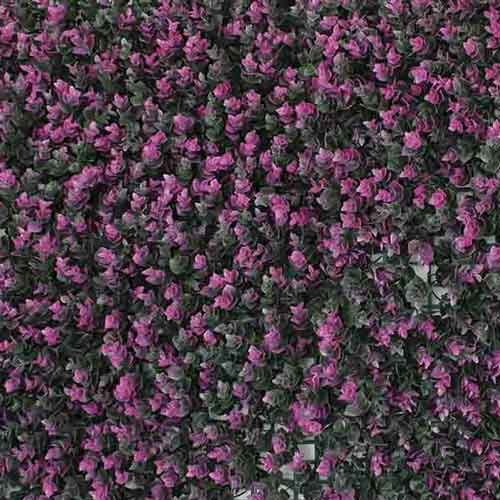 گرین وال ویولت بنفش