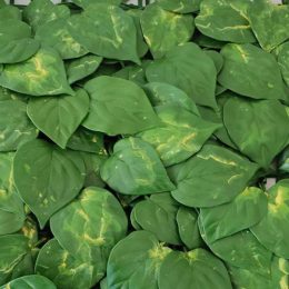 دیوار سبز مصنوعی مدل برگ پتوس