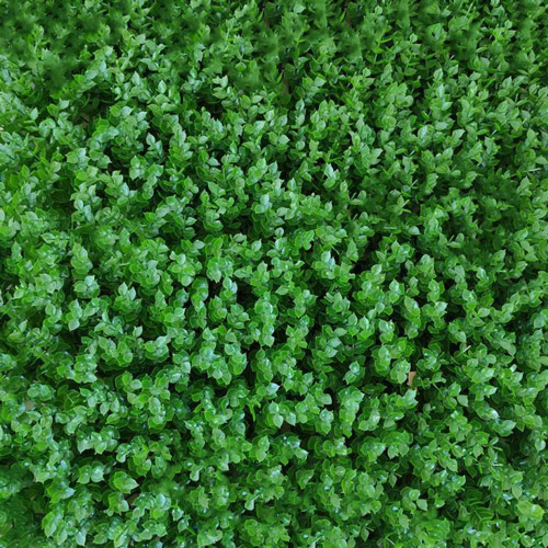 دیوار سبز مصنوعی مدل شمشاد