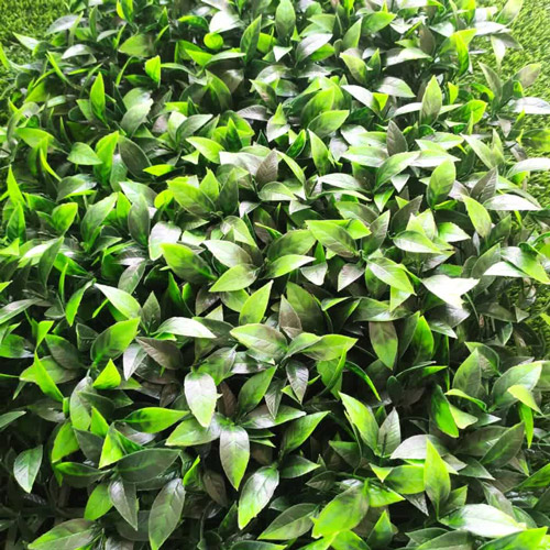 گرین وال مصنوعی مدل فلفلی کد 1025