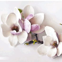 پوستر-دیواری-طرح-گل سفید